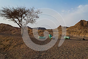 Acacia tortilis, Negev