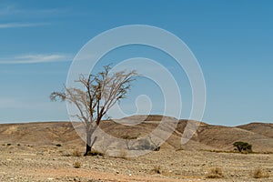 Acacia tortilis tree in the beautiful Negev Desert in Israel