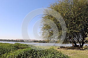 an acacia tree (acacia nilotica) in Aswan