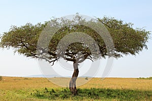 Acacia tree in Africa photo