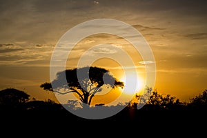 Acacia tree in Africa savannah sunset silhouette