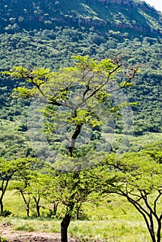 An Acacia tree in the African bush
