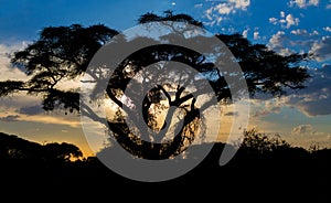 Acacia tree in african savannah at sunset light silhouette, Africa
