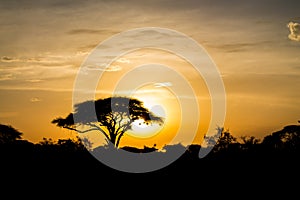 Acacia tree in african savannah at sunset light silhouette, Africa