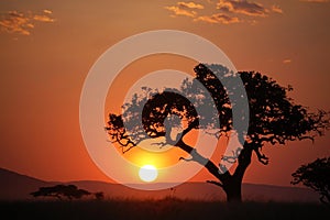 Ágata un árbol sobre el atardecer 