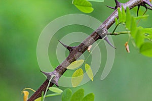 Acacia.Tree branch with needles. Soft green background