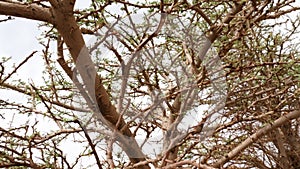 Acacia tree branches with leaves, closeup. Texture nature background.