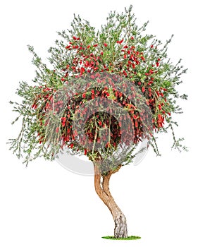 Acacia tree with bright red fluffy flowers isolated