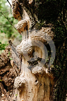 Acacia tree and cap on its bark, cap is a benign growth on the tree.