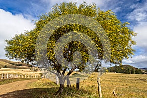 Acacia tree photo