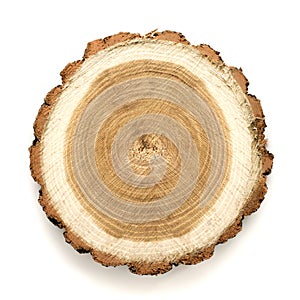 Acacia tree cut isolated on white background. Large circular piece of wood cross section with tree ring texture