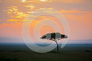Acacia tree at dawn over the African plains