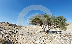 Acacia tree in the desert