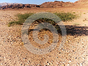 Acacia Tree in the desert