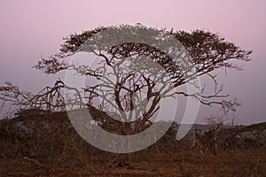 Acacia Tree At Dusk