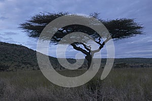 Acacia Tree at dusk at Lewa Conservancy, Kenya, Africa