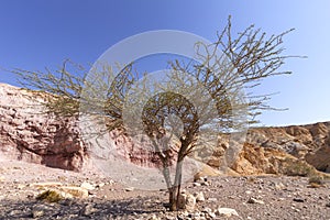 Acacia tree in the Erosive colored hills of the Red Canyon in the Eilat Mountains