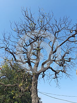 Acacia tree fall in winterNatural gift