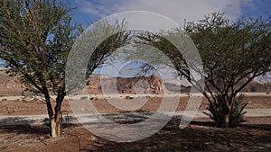 Acacia tree in geological park Timna, Israel