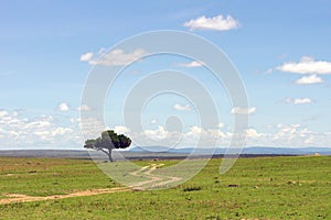 Acacia tree and gravel road between serengeti and masai mara