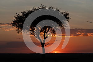 Acacia tree in a green field in Masai Mara national reserve in Kenya, Africa at sunset