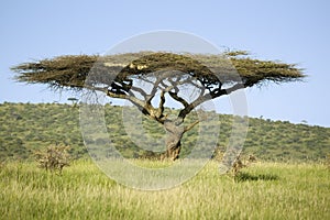 Acacia tree in green grass of Lewa Wildlife Conservancy, North Kenya, Africa photo