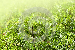 Acacia tree with green lush young leaves in a fabulous garden. The concept of awakening amazing nature