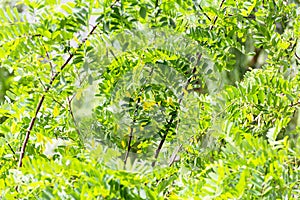 Acacia tree with green lush young leaves in a fabulous garden. The concept of awakening amazing nature