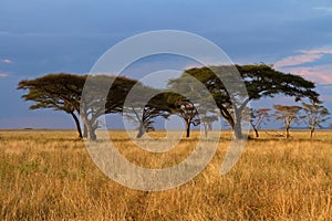 Acacia tree group at Sunset photo