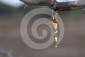 Acacia tree gum secretion, Vachellia nilotica