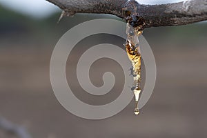 Acacia tree gum secretion, Vachellia nilotica photo