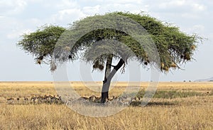 Acacia tree with herd of gazelles