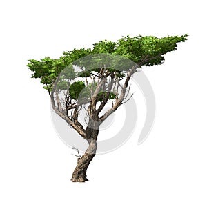 Acacia tree isolated. Vector illustration