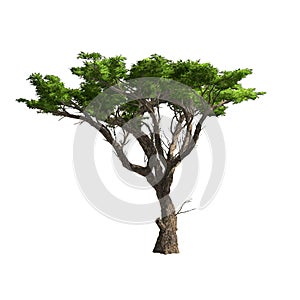Acacia tree isolated. Vector illustration photo