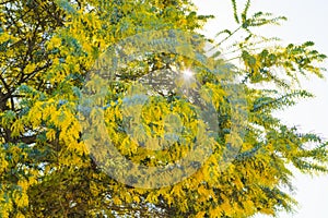 Acacia tree, known commonly as mimosa, thorntree or wattle, in full bloom. Light green leaves, and bright yellow globular heads