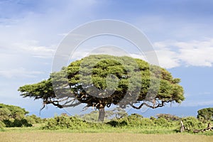 Acacia tree in landscape