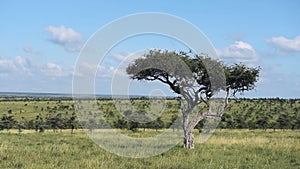 Acacia tree landscape in Kenya on sunny