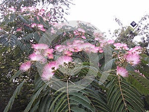 Acacia tree (Latin name: Albizia julibrissin Durazz)