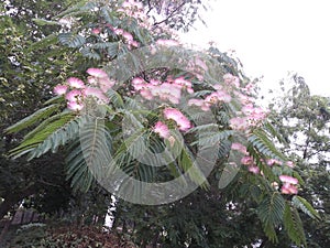 Acacia tree (Latin name: Albizia julibrissin Durazz)