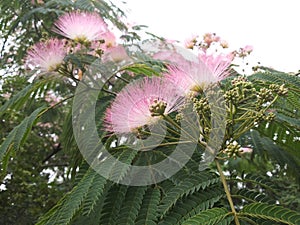 Acacia tree (Latin name: Albizia julibrissin Durazz)