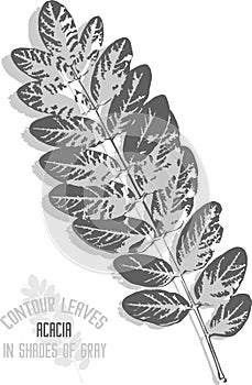 Acacia tree leafs pattern vector illustration