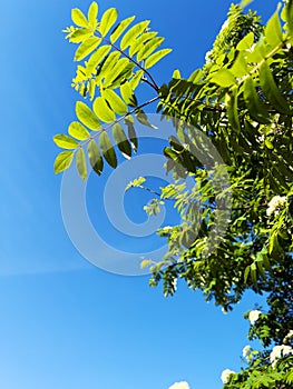 Acacia tree leaves glowing in the sunlight, set against a beautiful blue sky background