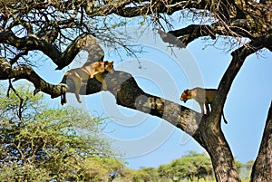 Acacia tree and lionesses, Tanzania, Africa