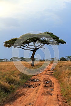 Acacia tree and long dirt road