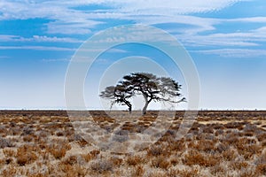 Acacia tree in the plain of Africa