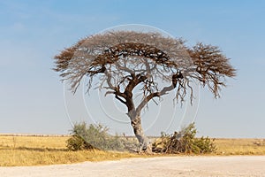 Acacia tree in the plain of Africa