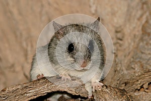 (Acacia) tree rat