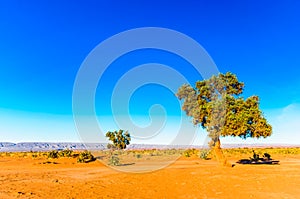 Acacia Tree in the Sahara Desert - Morocco