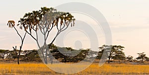 Acacia tree in savannah at africa