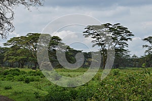 Acacia tree in savannah grassland landscapes, Ke photo